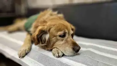 Sokaktan Okulun Maskotu Olan Fındık