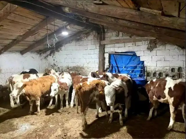 Kayseri'de Hayvan Dolandırıcıları Tuzakta!