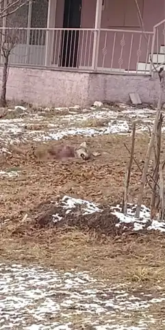 Aç Kurtlar, Birbirlerini Yedi!